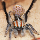 Imagen para el artículo titulado Descubren en Australia doce nuevas especies de espectaculares arañas pavo real